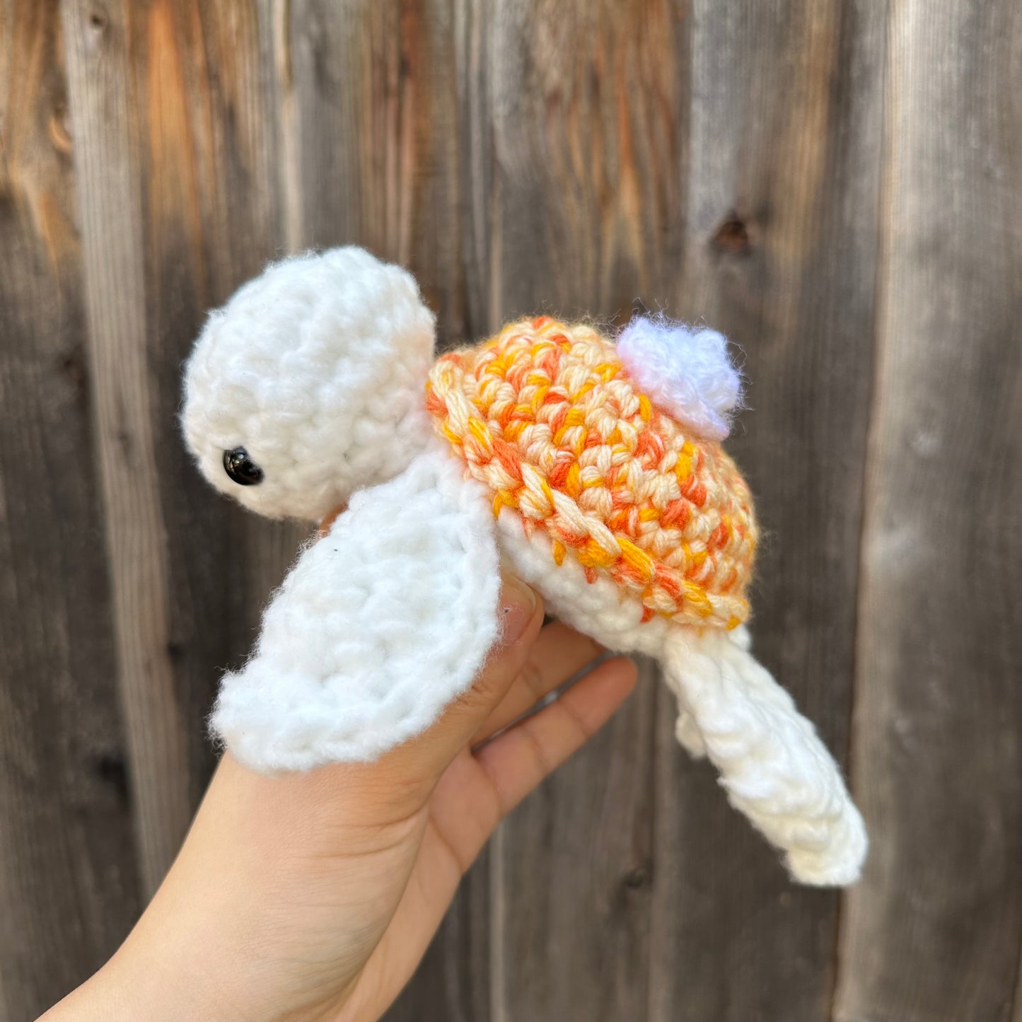 orange creamsicle turtle