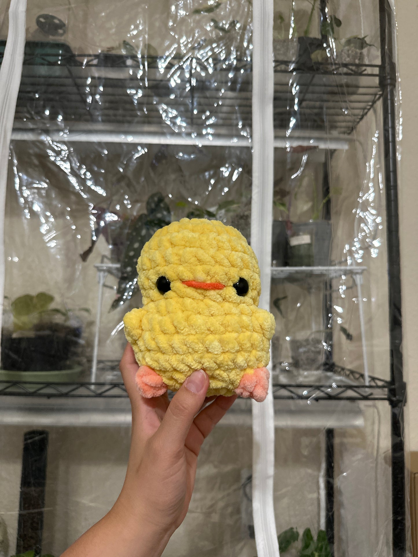 chubby chick