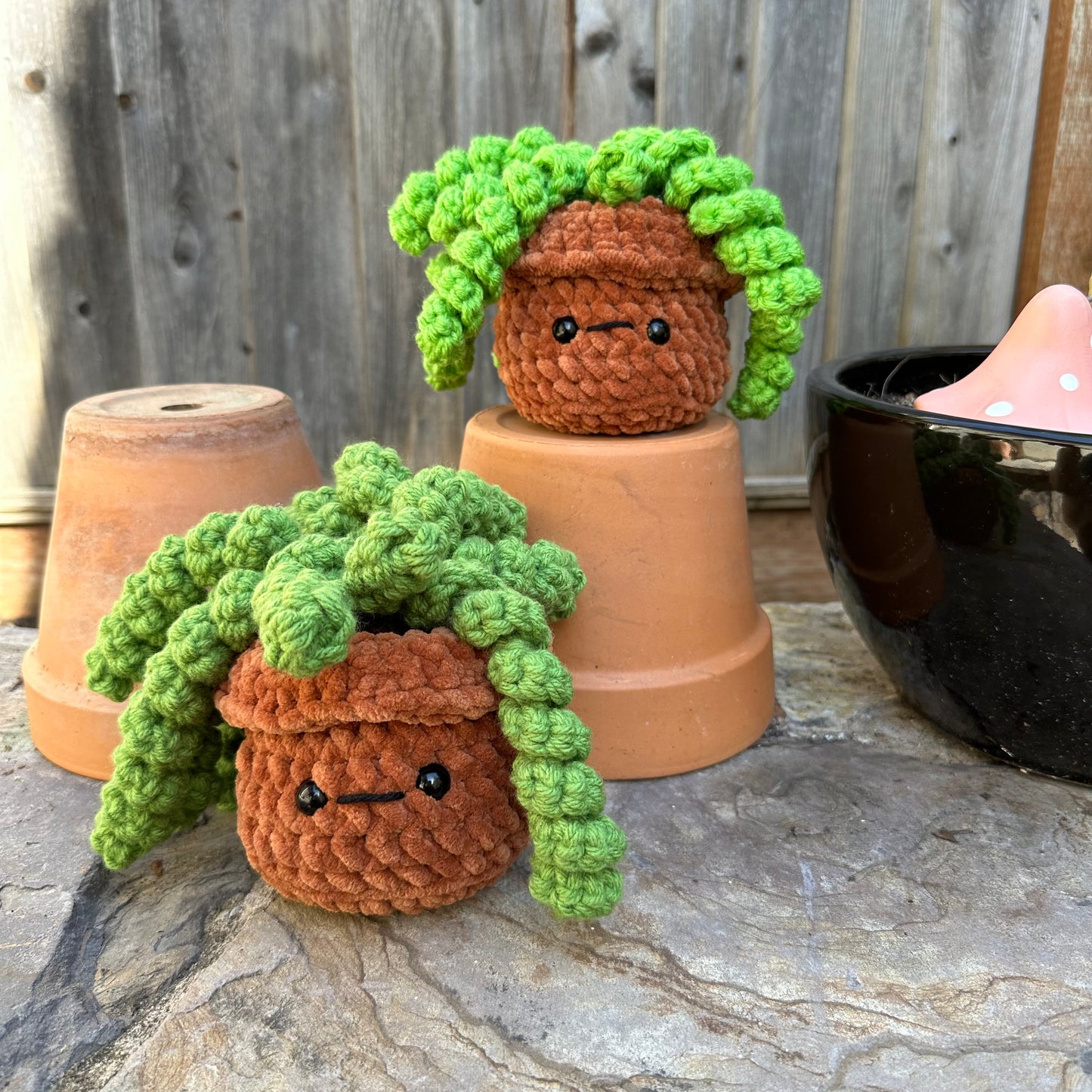 plant: curly boi