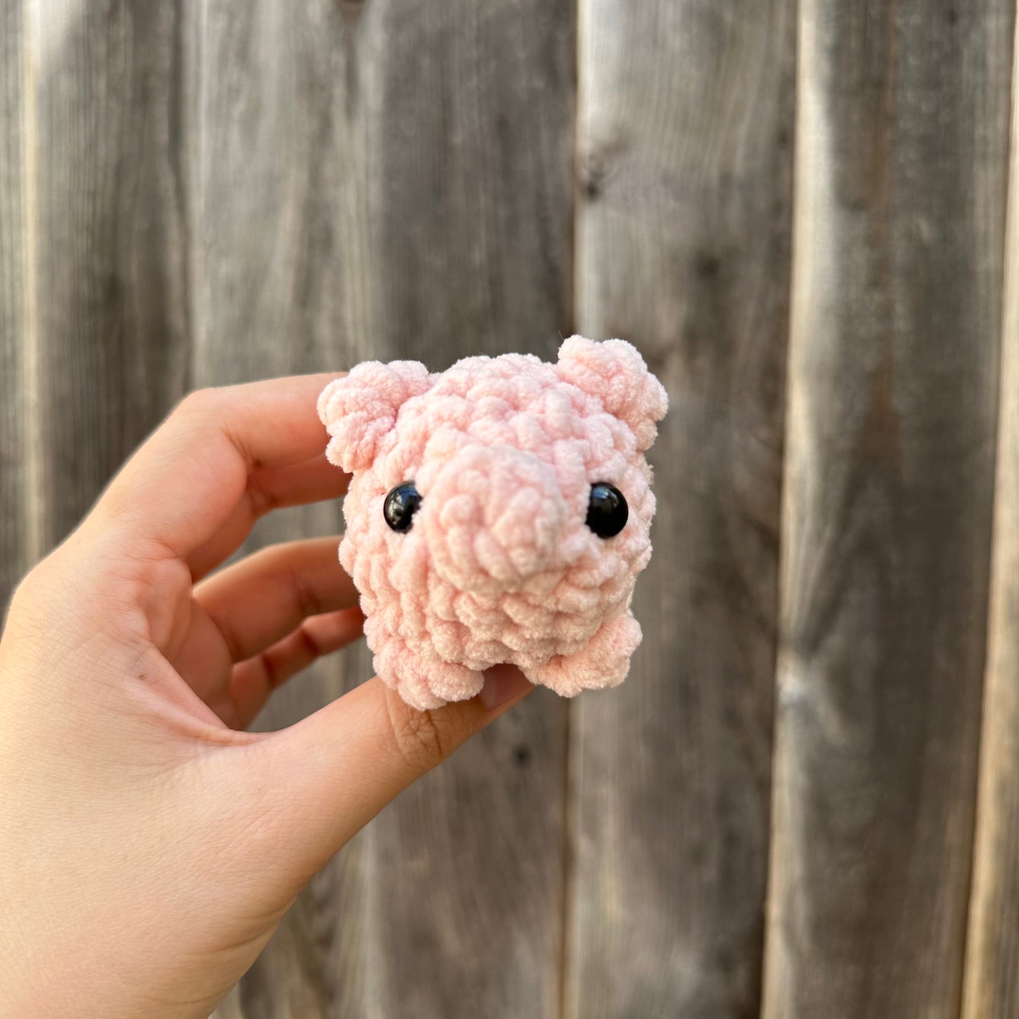 pig baby