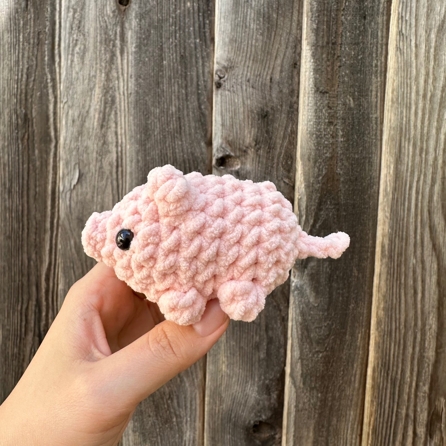 pig baby